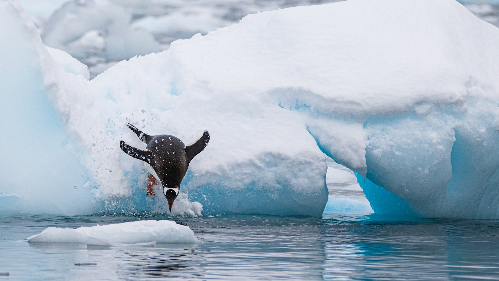A Gentoo penguin diving off a vivid blue-and-white iceberg into the water